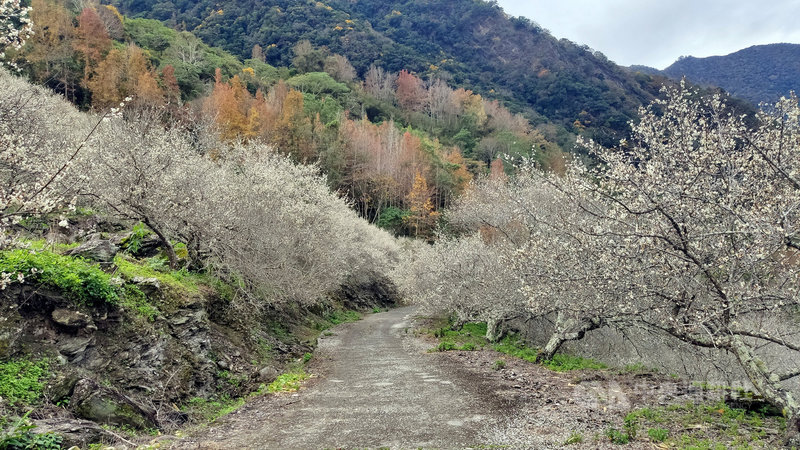 南橫公路梅花盛開,23日台東地區天氣晴朗,幾處賞梅景點湧入人潮,海端鄉公所並在新武部落舉辦「梅花季」活動,歡迎民眾前來慢遊賞花。中央社記者盧太城台東攝 110年1月23日
