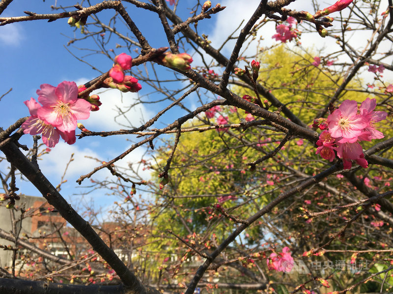 桃園農改所育種原生山櫻花能適平地氣溫色討喜 生活 中央社cna