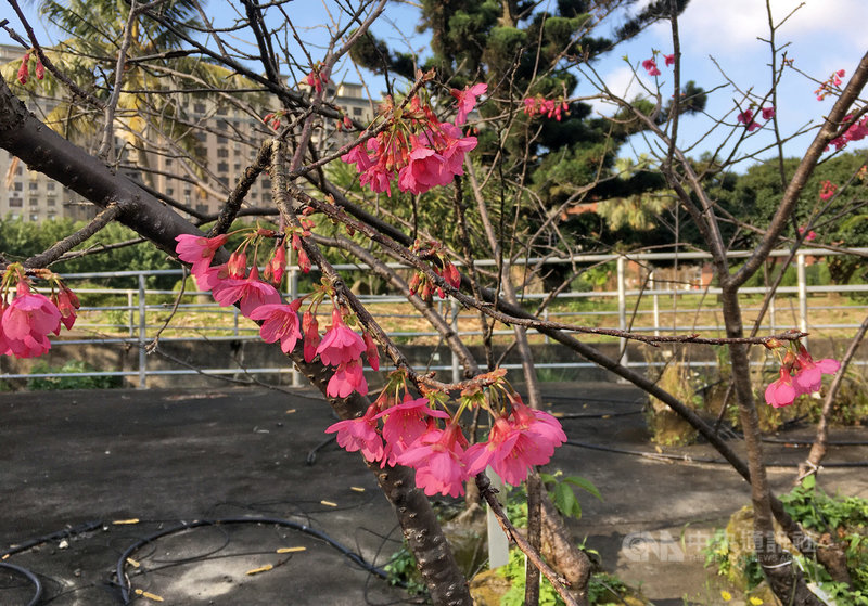 行政院農委會桃園區農業改良場育種改良台灣本土山櫻花,新品種花色鮮豔討喜,花期都在農曆春節前後,部分已經在平地景觀道路綻放春姿。中央社記者黃旭昇新北市攝 110年1月30日