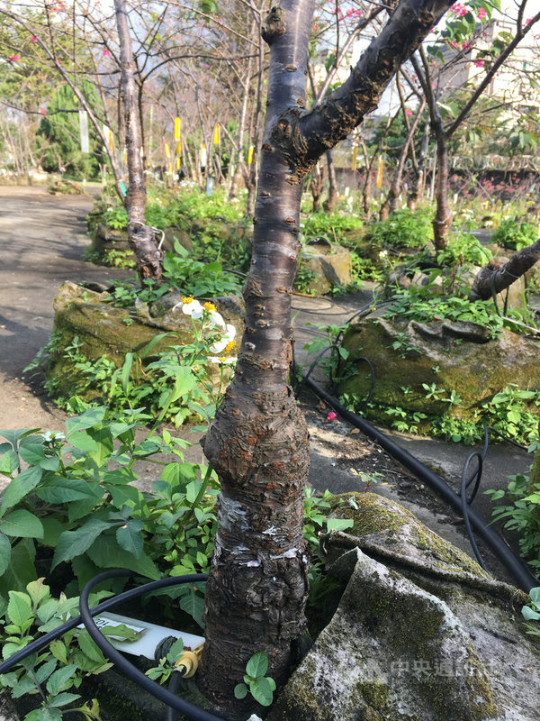農委會桃園區農業改良場育種改良台灣本土山櫻花,蒐集山櫻花實生及嫁接種原,以實生株為砧木,12月中、下旬嫁接繁殖;經品系繁殖與觀察、篩選,選育出適應平地風土條件栽培,生長與開花表現佳的櫻花新品種。中央社記者黃旭昇新北市攝 110年1月30日