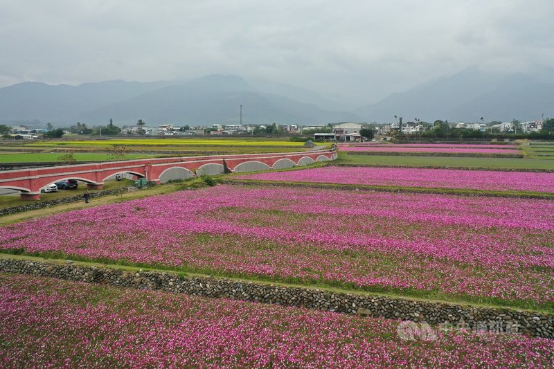 台東縱谷波斯菊3色花海綻放美麗到春節後 地方 中央社cna