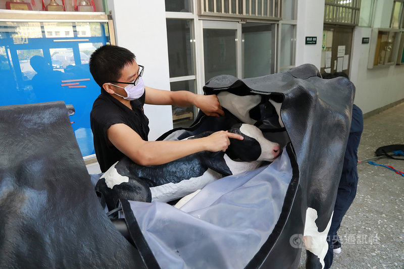 中興大學3日表示,前獸醫學院院長張照勤曾至法國里昂大學參訪,該校使用牛隻模型進行教學,回國後他建議可採購運用,在學校及學院的大力補助下,興大獸醫學系也自加拿大引進真實等比的乳牛模擬教具。(中興大學提供)中央社記者趙麗妍傳真 110年2月3日