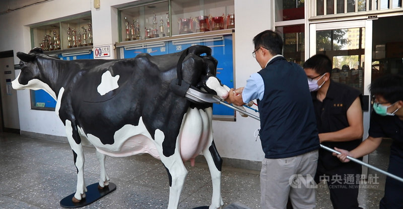 中興大學獸醫學院自加拿大引進一套真實等比的乳牛模擬教具,包含3套模擬系統,牛隻難產、牛隻直腸檢查、牛隻乳房等,獸醫系主任陳鵬文(左)等人3日示範模擬乳牛接生情景。(中興大學提供)中央社記者趙麗妍傳真 110年2月3日