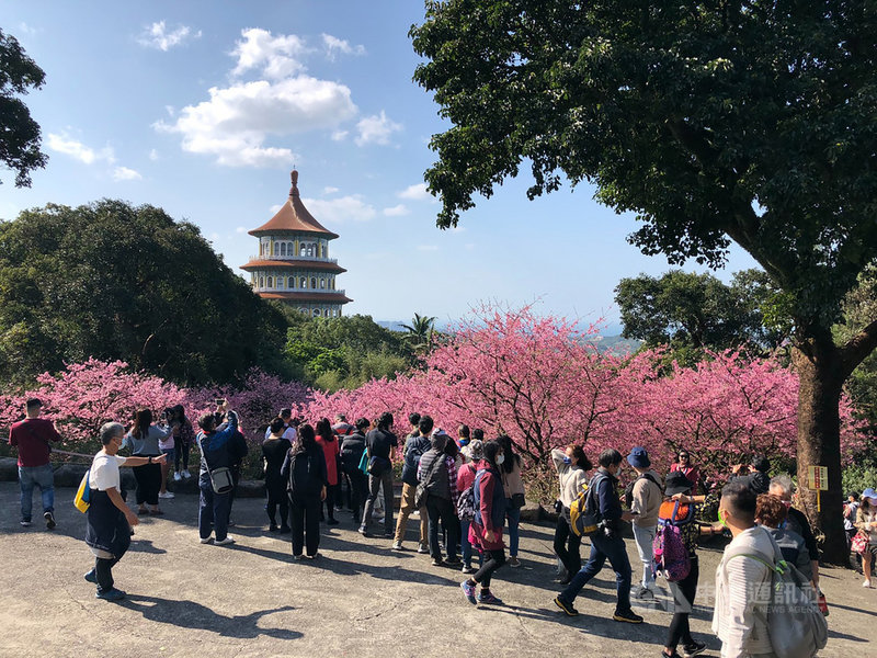 淡水天元宮湧賞櫻花人潮廟方急喊 不要再來了 地方 中央社cna
