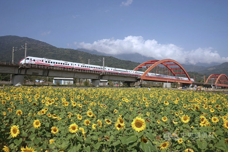 稻草熊及向日葵花田點綴花蓮玉里客城鐵橋 地方 中央社cna