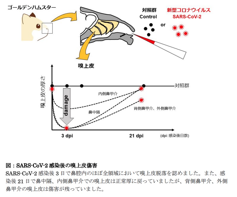 動物實驗發現,感染新型冠狀病毒3天後,嗅上皮出現大範圍的損傷。(圖取自東京大學網頁u-tokyo.ac.jp)