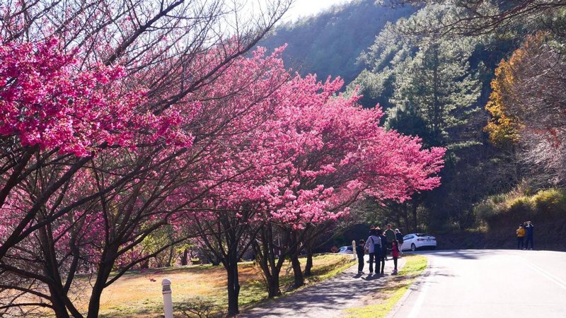 武陵農場櫻花季即將開跑,公路總局2月12日至3月1日實施疏運管制並落實防疫,民眾進入農場前要量體溫、戴口罩,實聯制登記。(武陵農場提供)中央社記者趙麗妍傳真 110年2月9日