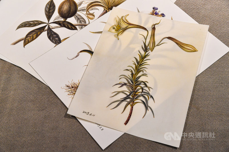 畫家黃湘玲對創作有項堅持,絕不畫照片裡的植物,她說,「想像沒辦法逼真,植物有生命、是立體的,照片裡的植物是死的」,她甚至曾長途跋涉至中部山區,只為繪製1朵高山鳶尾。拿起畫筆開始作畫的黃湘玲,一畫就是8年,創作細緻典雅。圖為黃湘玲作品。中央社記者鄭清元攝 110年2月11日