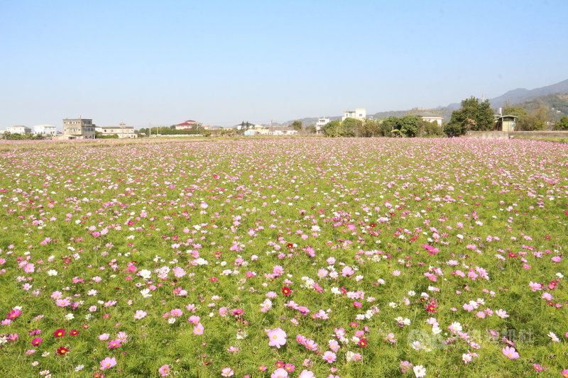 公館鄉農會在苗栗縣公館鄉沿山道(苗119甲線)沿途約15公頃稻田,分區灑下向日葵、大波斯菊、黃波斯菊及百日草種子,打造屬於公館的「花田一路」。中央社記者管瑞平攝 110年2月12日
