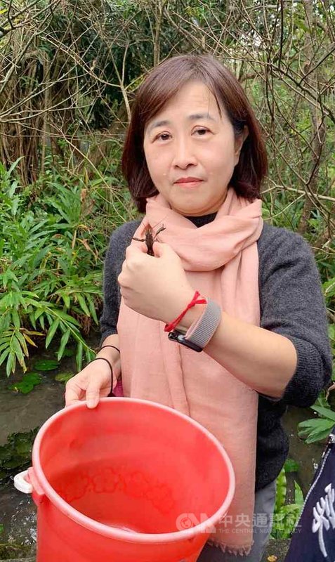 國民黨立委林奕華說,大安森林公園出現外來種的大理石紋螯蝦,推測就是遭到民眾棄養,這樣的生態浩劫,政府應該要盡速解決。(林奕華提供)中央社記者蘇龍麒傳真 110年2月12日
