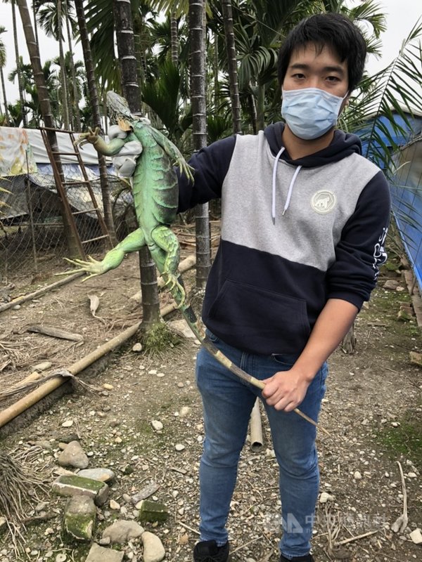 綠鬣蜥是外來種,繁殖速度驚人,又喜歡在堤防、河圳旁挖洞築巢,族群一大就可能造成堤防潰堤。圖為屏東縣政府捕獲的巨大綠鬣蜥。(屏東縣政府提供)中央社記者蘇龍麒傳真 110年2月12日