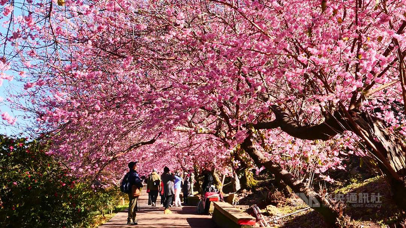 武陵農場櫻花季今年從2月12日(大年初一)展開,今年花況爆發。國光客運推賞櫻專車,預計行駛至3月1日。(國光客運提供)中央社記者陳偉婷傳真 110年2月13日