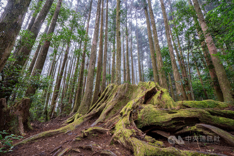 野馬瞰山步道山景美麗,步道全程來回約1小時,平緩好走的坡度可愜意健行,偶爾可見松鼠群出沒。(新竹縣政府提供)中央社記者郭宣彣傳真 110年2月16日