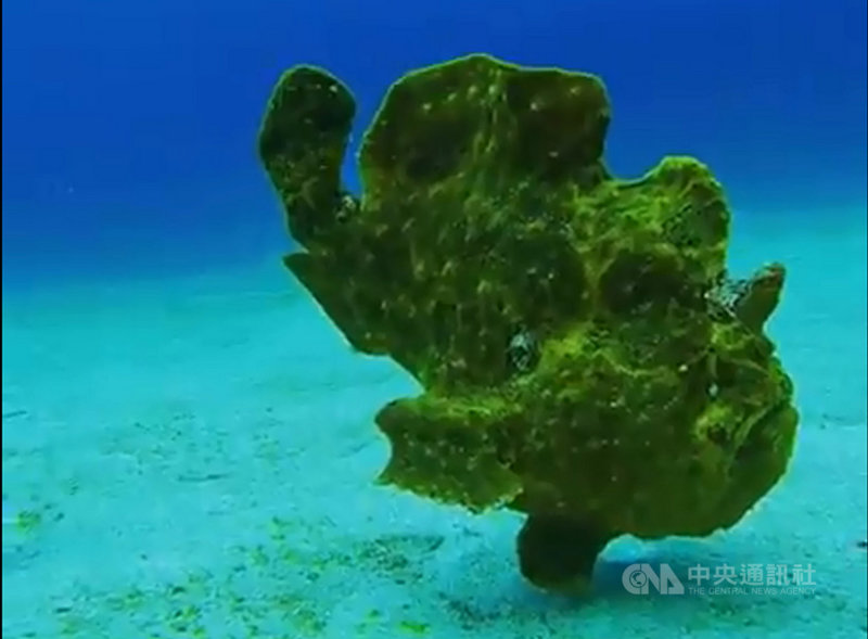 台東綠島海域日前出現了少見嬌客「五腳虎」,屬躄魚的一種,被潛水教練所發現的「五腳虎」長約35至40公分,在海底移動速度緩慢,模樣超萌。(潛水教練蝦卷提供)中央社記者盧太城台東傳真 110年2月18日