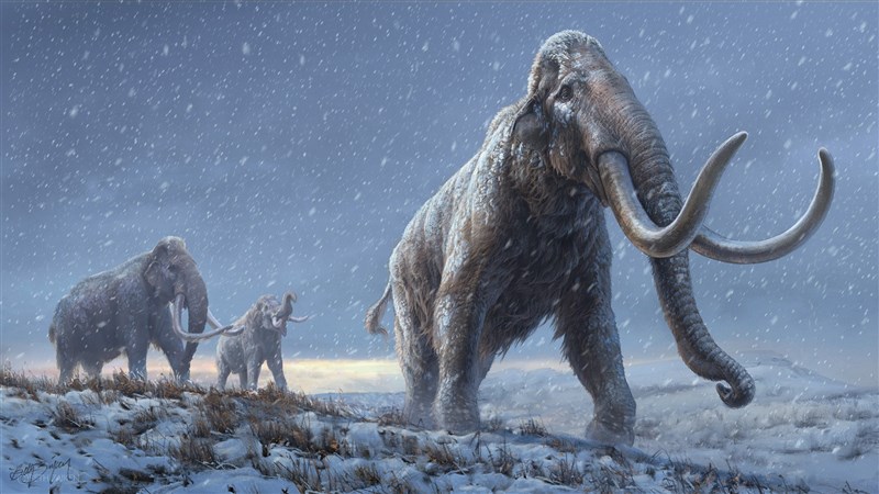 研究員藉著深埋在俄羅斯西伯利亞永凍土層超過100萬年的猛瑪象牙齒，完成全球最古老的DNA定序。（示意圖／圖取自twitter.com/CpgSthlm）