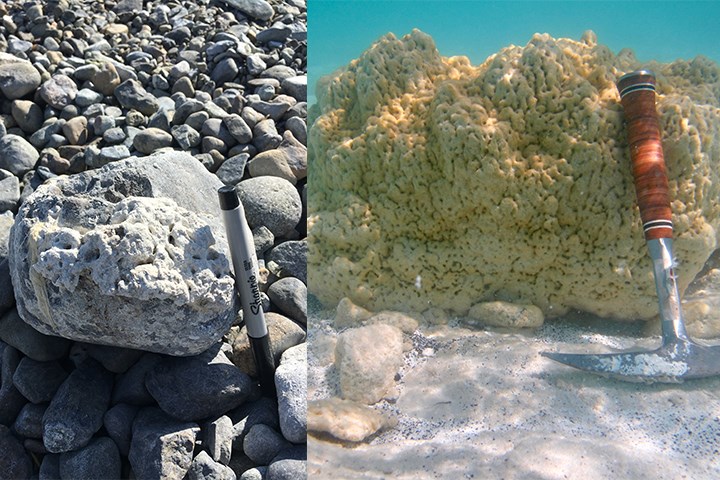研究人員在薩爾達湖岸邊找到年代較久的微生物岩(左),及在水深約一公尺的湖中發現的現生微生物岩(右)。(圖取自twitter.com/NASAEarth)