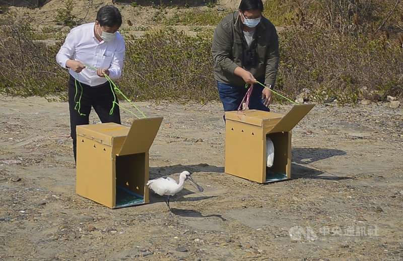 日前在布袋溼地周邊發現的3隻黑面琵鷺，狀態虛弱，經診斷為肉毒桿菌毒素中毒，治療後1隻不幸死亡，2隻存活，在評估康復後，嘉義縣政府20日將2隻黑面琵鷺野放。中央社記者蔡智明攝　110年2月20日