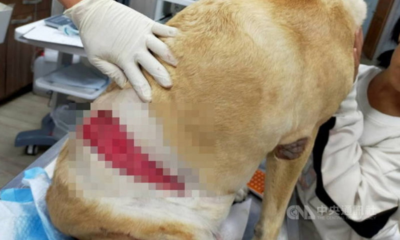 台東縣太麻里鄉2隻比特犬將拉不拉多犬「貝斯」咬傷,狗主人戴永明立即開車載牠去獸醫院治療,貝斯身上有一道約20公分的傷口。(戴永明提供)中央社記者盧太城台東傳真 110年2月20日