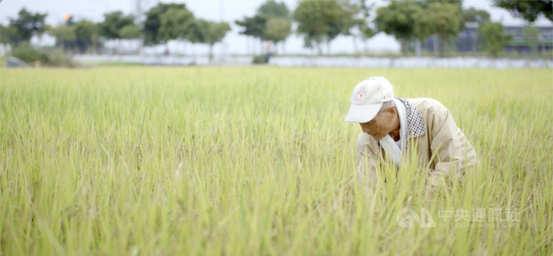 曾因紀錄片「無米樂」獲得關注的「崑濱伯」黃崑濱(圖)20日過世,享耆壽92歲。公視歷史紀錄片「未完成的任務:現代台灣締造者」第三集的導演許雅婷曾訪問崑濱伯,也拍下崑濱伯穿梭田裡的身影。(公視提供)中央社記者王心妤傳真 110年2月20日