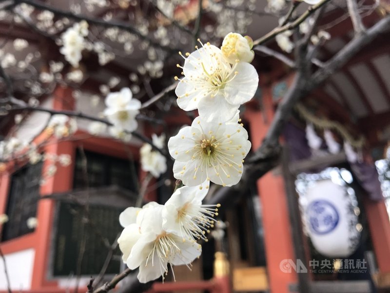 日本東京鐵塔旁芝公園的梅園約有70多棵梅樹。梅林一旁的芝東照宮前現在梅花盛開,古意盎然。中央社記者楊明珠東京攝 110年2月22日