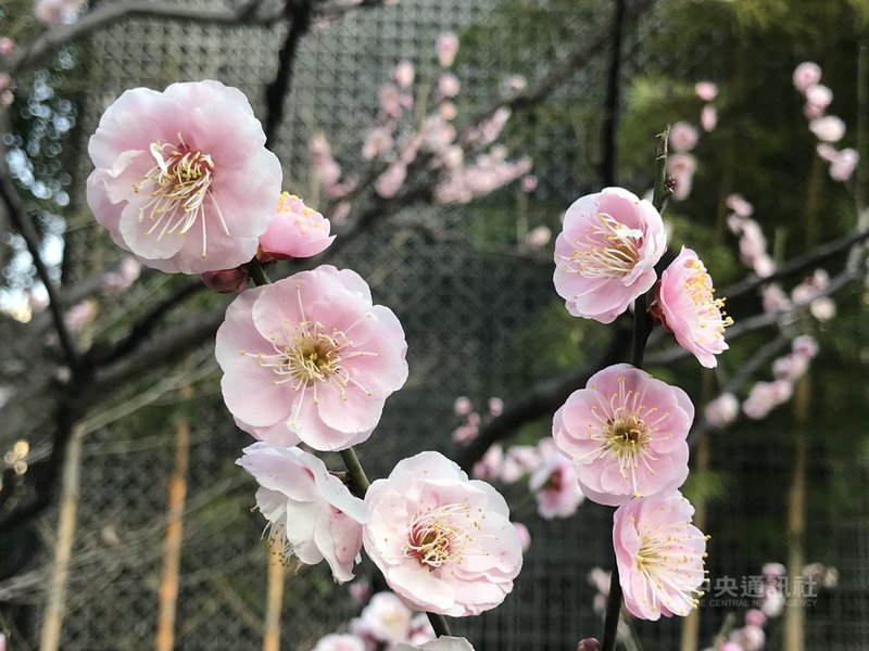 日本東京鐵塔旁芝公園的梅園約有70多棵梅樹,除了白梅,還有大紅、淡紅色梅花。圖為品種名為「見驚」的梅花,顏色會漸漸變淡,因花朵大,讓人見到覺得驚奇,因此取名「見驚」。中央社記者楊明珠東京攝 110年2月22日