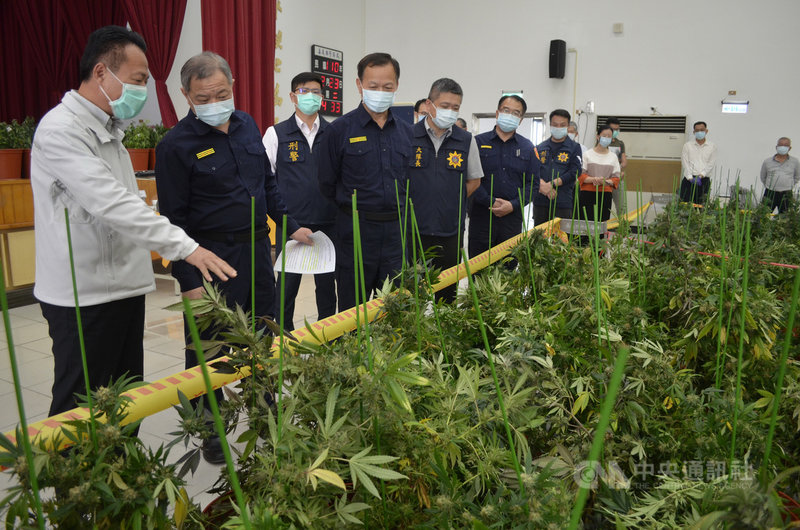 嘉義檢警破獲販毒案起出1600株大麻市值5億 社會 中央社cna