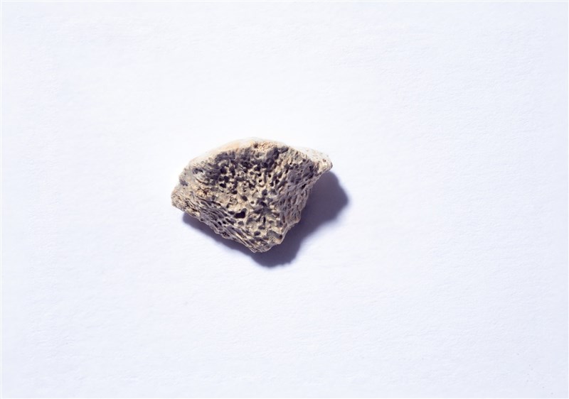 科學家24日表示,他們發現美洲最古老犬隻骨骸,時間可以追溯到1萬多年前,顯示狗狗是跟著第一波移民到美洲大陸。(圖取自水牛城大學網頁buffalo.edu)