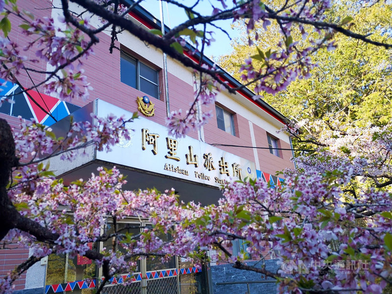 受疫情影響,今年民眾只能留在台灣賞櫻,也發展出與過去不同玩法,有旅遊業者就在阿里山櫻花季期間和林務局合作規劃「蒸汽火車櫻花季獨包」旅遊模式,安排主線火車與支線蒸汽火車遊程。(旅遊業者提供)中央社記者余曉涵傳真 110年2月25日