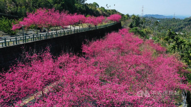 嘉義縣番路鄉半天岩紫雲寺旁的私人櫻花園,近日百株櫻花綻放,開放免費入園遊賞,吸引不少遊客前往。(黃源明提供)中央社記者蔡智明傳真 110年2月25日