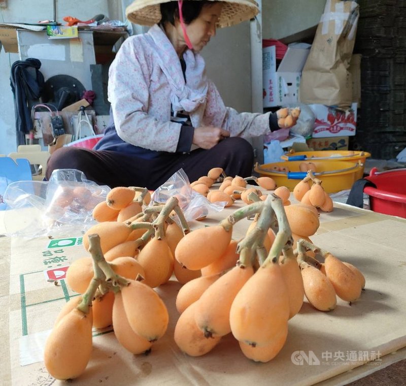 台東縱谷卑南鄉、鹿野鄉、池上鄉的早春枇杷陸續上市,因去年下半年至今年初雨量少,枇杷果實比去年稍小一點,但品質及甜度仍維持高檔,果實口感鮮嫩多汁。中央社記者盧太城台東攝 110年2月25日