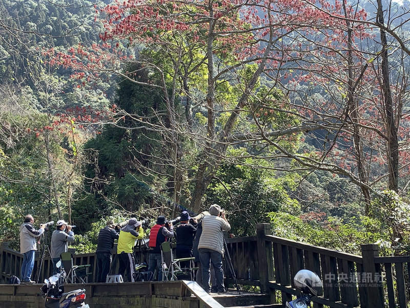 大雪山林道沿線鳥類資源豐富,每年春夏進入鳥類繁殖時期總會吸引許多愛鳥人士賞鳥,東勢林管處盼民眾確實遵守「不驚嚇」、「不引誘」、「不追逐」、「不破壞」及「不捕捉」的賞鳥倫理五「不」曲,讓鳥類可以自然展露風情。(東勢林管處提供)中央社記者趙麗妍傳真 110年2月26日