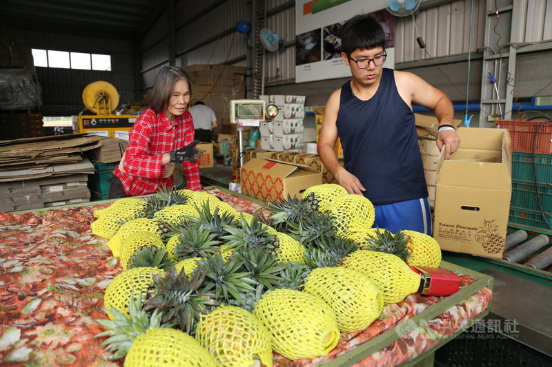 中國宣布3月1日起暫停進口台灣鳳梨,引發台灣產地縣市不滿;嘉義縣長翁章梁26日說,這是一個政治性動作,如此違反國際貿易作為讓台灣人失望。(嘉義縣政府提供)中央社記者蔡智明傳真 110年2月26日