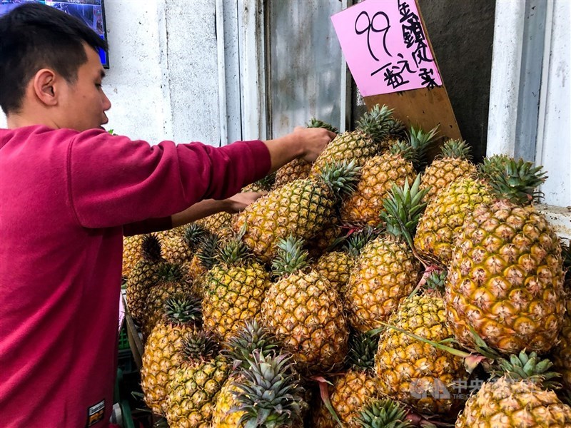 中國宣布3月起暫停進口台灣鳳梨,因出口中國占9成、年產值近新台幣15億元,影響農民甚鉅。中央社記者王騰毅攝 110年2月26日