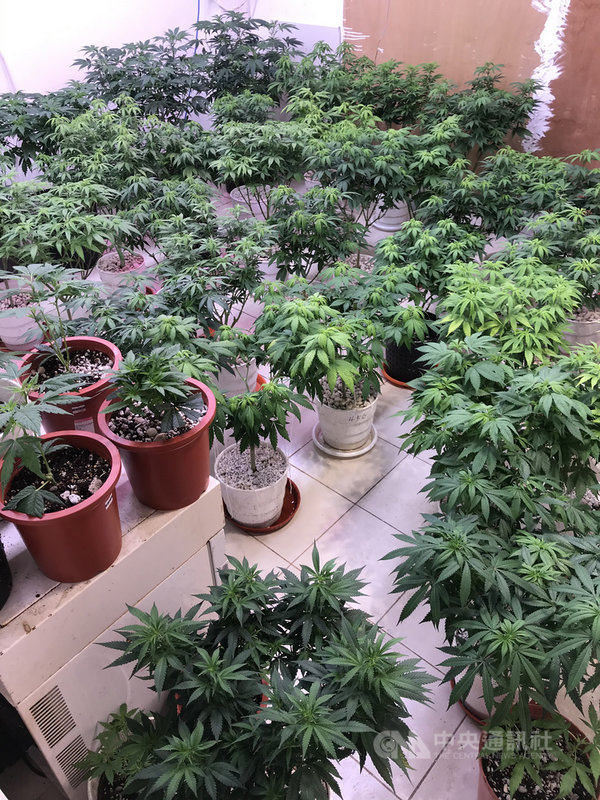 台北市警察局內湖分局26日舉行破案記者會,偵查隊副隊長薛博文表示,日前獲報有民眾於自宅製造大麻,經專案小組循線跟監埋伏,近日在中山區一處民宅內查獲涉案50多歲石姓男子,現場並查扣79盆大麻植株、大麻成品及相關製造器具等。(翻攝照片)中央社記者黃麗芸傳真 110年2月26日