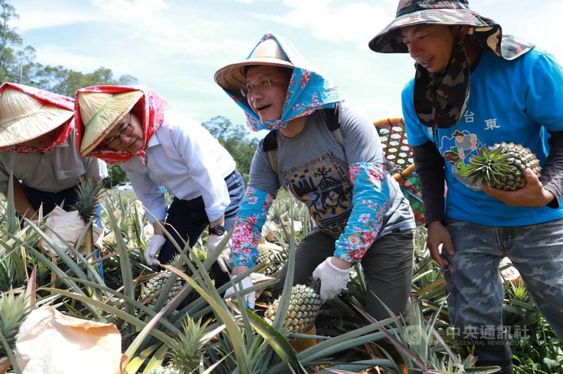 中國海關總署公告,3月起暫停進口台灣鳳梨。交通部長林佳龍(右2)26日在臉書貼文分享到台東鳳梨田採收新鮮鳳梨的照片,力挺鳳梨農,並指示交通部各單位協助採購在地鳳梨。(交通部提供)中央社記者汪淑芬傳真 110年2月27日