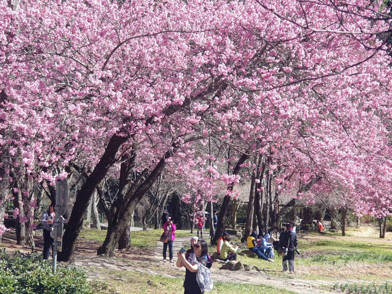 武陵農場櫻花季疏運管制將於3月1日結束,民眾把握連假期間前往,28日武陵農場賞櫻人潮多。(武陵農場提供)中央社記者郝雪卿傳真 110年2月28日