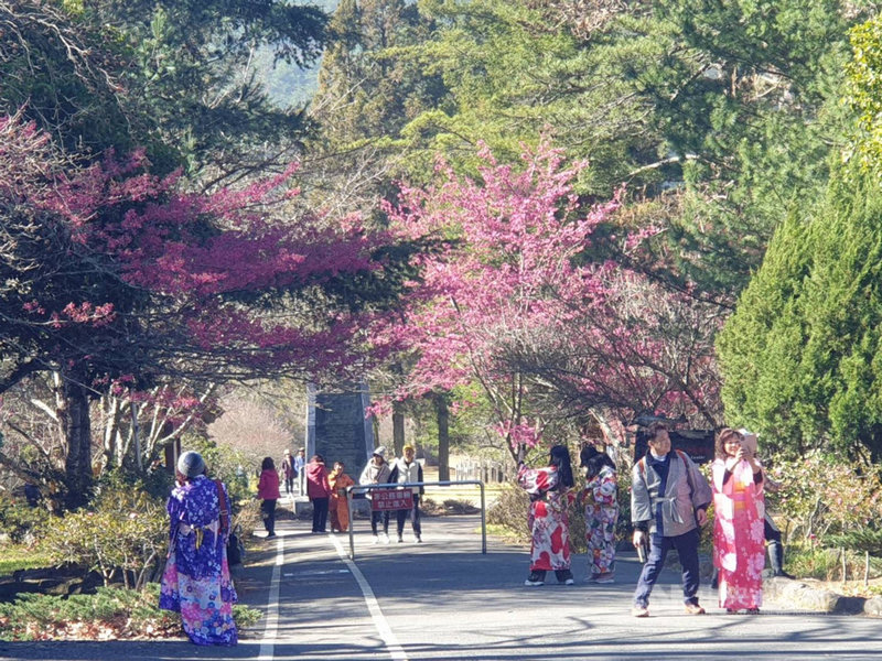 二二八連假第2天,武陵農場28日湧入許多賞櫻民眾,還有人穿著日本和服在櫻花樹下拍照。(武陵農場提供)中央社記者郝雪卿傳真 110年2月28日
