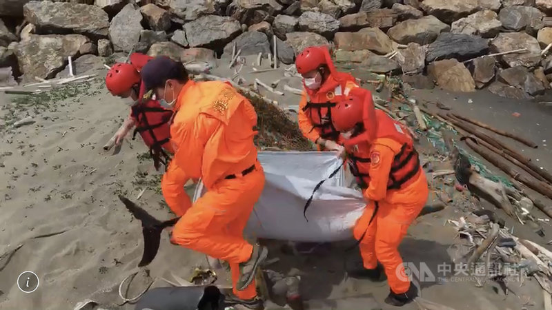 海巡署中部分署塭仔安檢所在塭仔北守望哨前方沙灘發現死亡鯨豚,鯨豚協會人員到場確認死亡的是一隻「真海豚」,也是中部海域第一次發現真海豚屍體,也在安檢所人員協助下,將屍體帶回研究死因。(翻攝照片)中央社記者吳哲豪傳真 110年2月28日