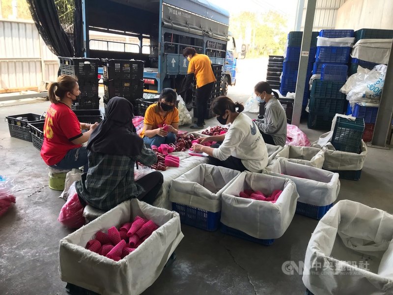 高雄市六龜區蓮霧果農接獲訂單消息,1日忙著採收,準備裝箱出口。(六龜區農會提供)中央社記者王淑芬傳真 110年3月1日