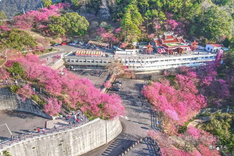 苗栗縣獅潭鄉協雲宮周邊種植3000多株櫻花,今年花季於農曆春節假期間盛開,花況比往年更好,吸引不少賞花遊客,只要站在停車場或是山徑步道旁,就可輕易拍下櫻花美景。(張麥斯提供)中央社記者管瑞平傳真 110年3月1日