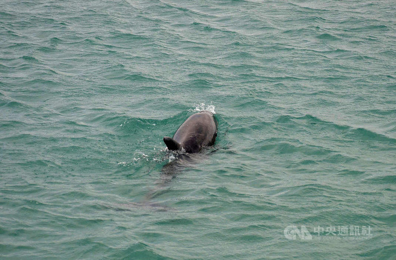 一隻保育類的瓶鼻海豚日前疑因覓食誤闖澎湖沙港漁港,在停留2天1夜後,澎湖農漁局1日僱請休閒船筏配合漲潮,引導海豚出海。中央社 110年3月1日