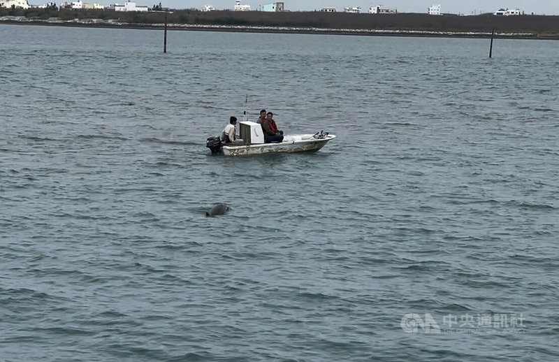 一隻長約1公尺半的瓶鼻海豚日前傍晚疑因覓食而誤闖澎湖沙港漁港,澎湖縣農漁局1日安排一艘休閒船筏,配合漲潮引導海豚出海,助海豚重回大海懷抱。(第七岸巡隊提供)中央社 110年3月1日