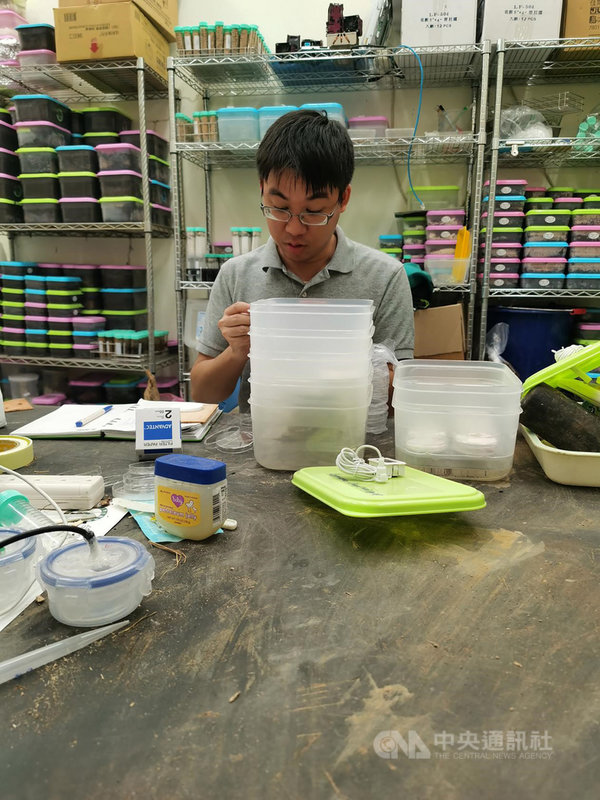 中興大學昆蟲學系博士後研究員邱俊禕測試棲息在台灣東南海岸的黃原鼻白蟻,發現其具驚人耐鹽特性,在被海水鹽度溶液浸溼的濾紙中,黃原鼻白蟻可存活超過12 天,跟給予淡水的組別無異,其他內陸物種大多活不過6天。(中興大學提供)中央社記者趙麗妍傳真 110年3月1日