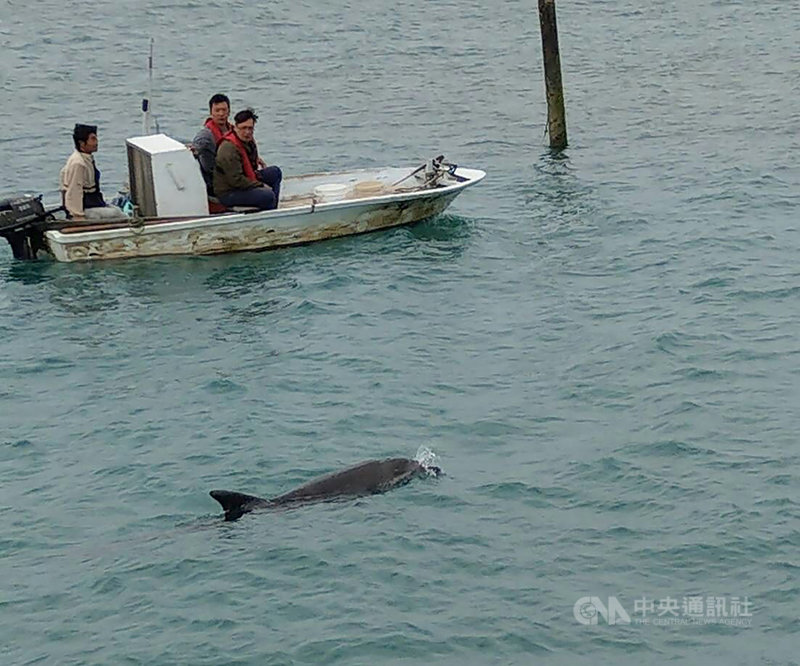 一隻保育類的瓶鼻海豚日前疑因覓食誤闖澎湖沙港漁港,澎湖農漁局1日僱請休閒船筏引導海豚出海,讓牠重返大海。(澎湖農漁局提供)中央社 110年3月1日