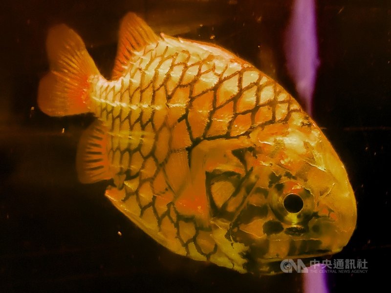 日本松毬魚頭大圓鈍,無鱗,體色呈橘黃色至黃色,各個鱗片具黑緣,頭及兩頜具有黑色條紋看似熟黃鳳梨的外觀,因此俗名又稱為「鳳梨魚」。(海生館提供)中央社記者郭芷瑄傳真 110年3月2日