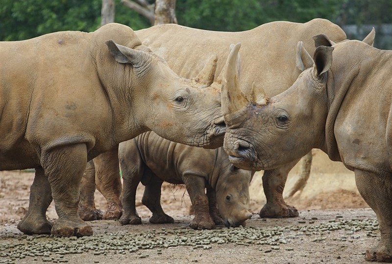 六福村野生動物園目前為全亞最大犀牛繁育中心,從40 年前只有8隻犀牛,到今年已繁殖到第3代、共23隻犀牛。六福村動物園透過與世界各地動物園進行血緣交換,將各自的動物結合保育繁殖,確保繁殖族群健康及遺傳多樣性。中央社記者裴禛攝 110年3月2日