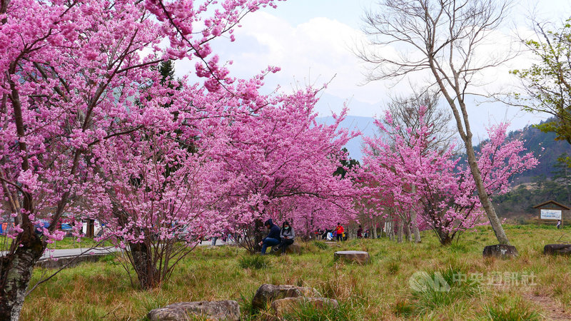 武陵農場櫻花美景如畫,每年櫻花季總吸引許多旅客上山賞櫻,今年花季跨了春節及二二八兩大連續假期,賞櫻人數較去年增3成。(武陵農場提供)中央社記者趙麗妍傳真 110年3月2日