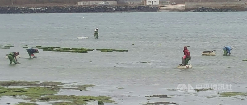 也被稱為「綠金」的海菜目前在澎湖沿岸潮間帶正值生長期,每台斤的售價在新台幣100元左右,每天海水漲退潮之際,都能看到民眾在溜海菜。中央社 110年3月2日