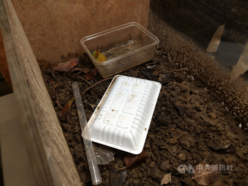 經綠色和平測試,將PLA(生物可分解塑膠)材質的容器置於土壤表面、海水中及埋進土裡,歷經33天後再重新檢視,目測所有的PLA容器都沒有明顯被分解成碎片的跡象,實際測重在土壤裡的容器僅減少0.1公克,「代表PLA材質無法快速在環境中被分解」。中央社記者張雄風攝 110年3月3日