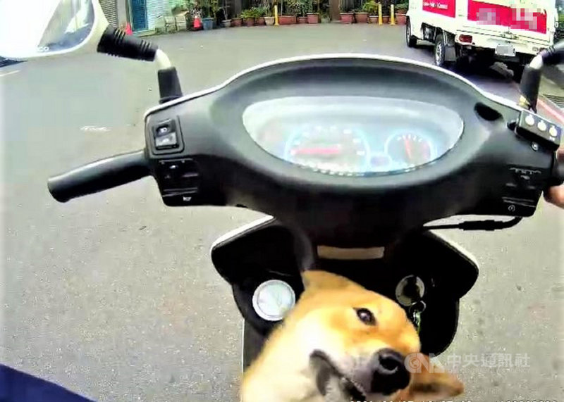 新北市蘆洲區日前有員警騎機車巡邏時,發現路旁疑有迷途柴犬,沒想到一停車,柴犬就直接跳上踏板,求援般看著員警,形成有趣畫面。(翻攝照片)中央社記者王鴻國傳真 110年3月3日